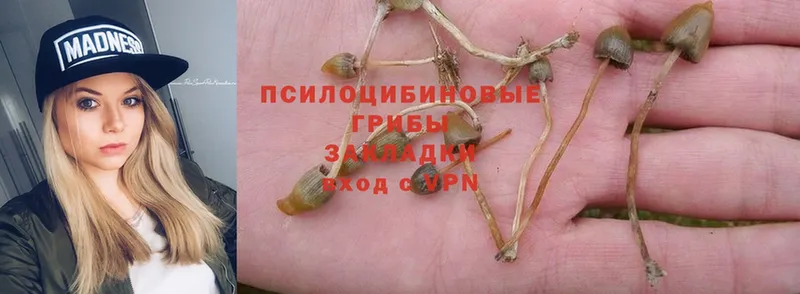 Галлюциногенные грибы Psilocybe  Кашира 